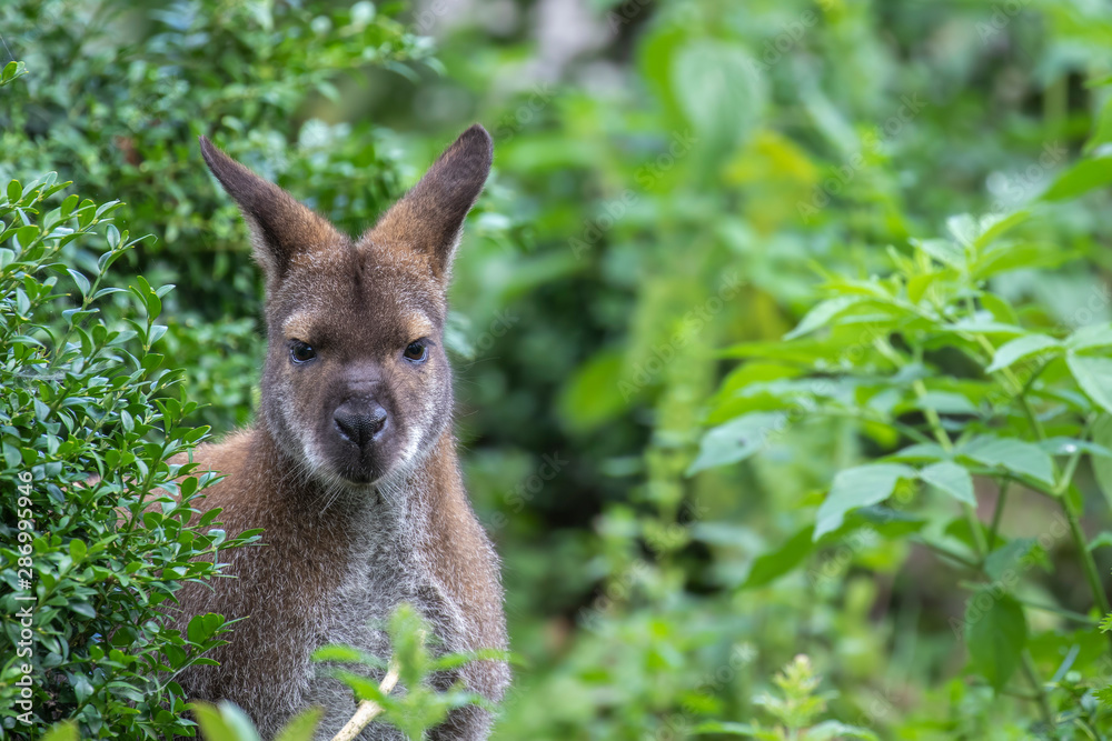 Wallaby, Macropodidae, close up portrait of facial detail and its surroundings in the bush and grass taken during a sunny summers day. Wallaby, Macropodidae, close up portrait of facial detail and its surroundings in the bush and grass taken during a sunny summers day.