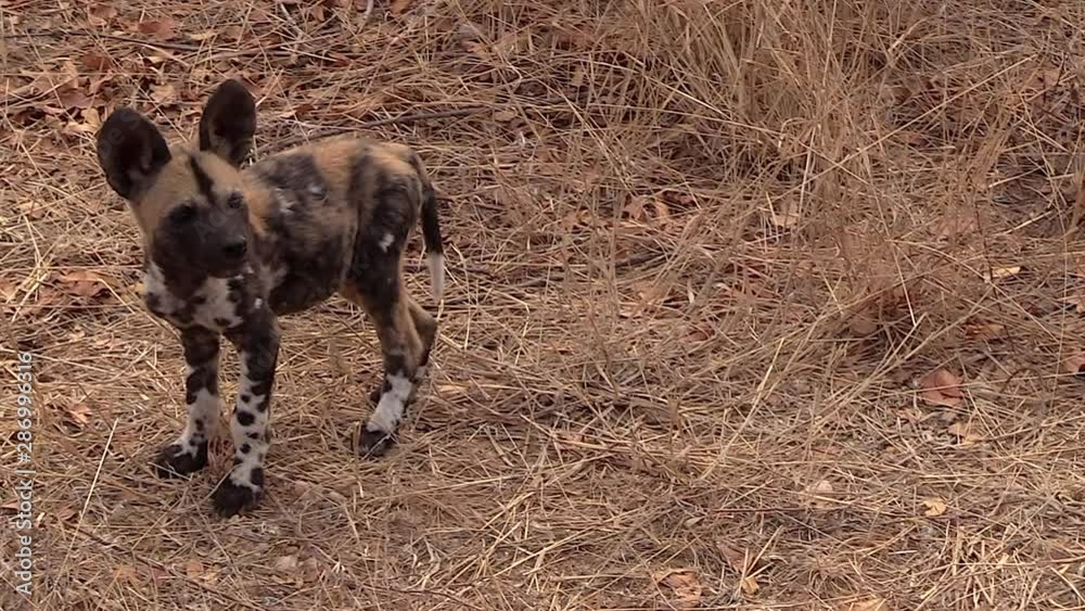 Cute African wild dog puppies play on dry grass. One puppy grooms and jumps around as another enters frame and chases it away.