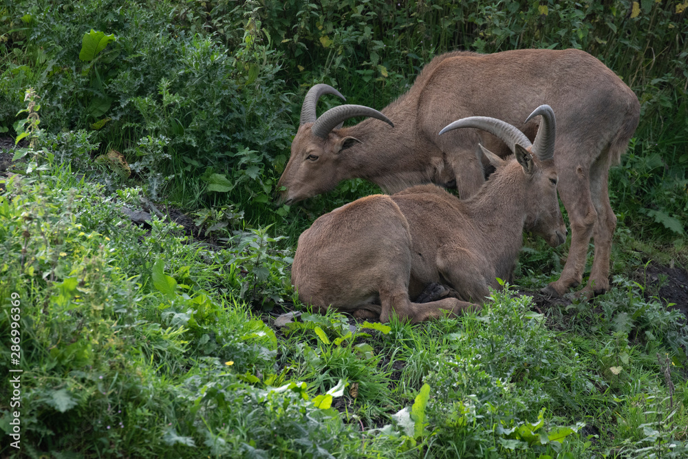 Fototapeta premium Barbary Sheep, Ammotragus lervia, relaxing/resting and feeding amongst greenery during a sunny summers days.