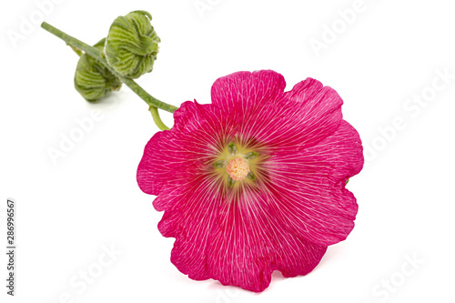 Red flower of mallow, isolated on white background
