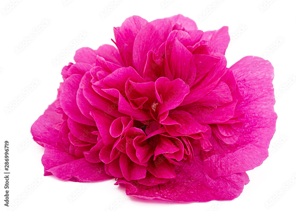 Pink flower of mallow, isolated on white background Pink flower of mallow, isolated on white background