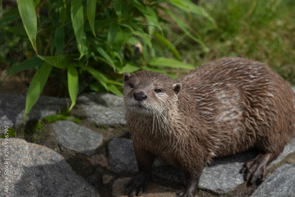 Short clawed otter, Aonyx cinereus, close up portrait with facial expressions and behaviour with background during a bright summers day. Short clawed otter, Aonyx cinereus, close up portrait with facial expressions and behaviour with background during a bright summers day.