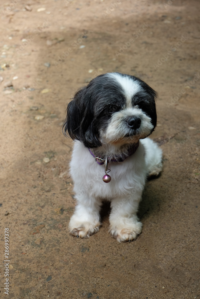 Shih Tzu dog have long hairs at her face make her don't see anything. Shih Tzu dog she very shy she don't want to look at camera. Shih Tzu dag white and black colors. Shih Tzu dog have long hairs at her face make her don't see anything. Shih Tzu dog she very shy she don't want to look at camera. Shih Tzu dag white and black colors.