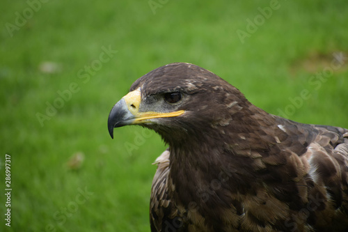 Russian steppe eagle