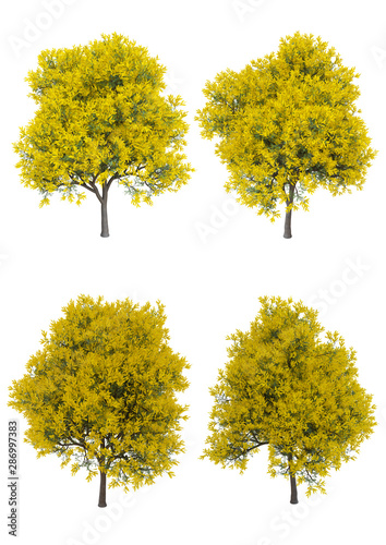 Silver wattle tree in spring season Isolated on white background with clipping path , 3d illustration photo