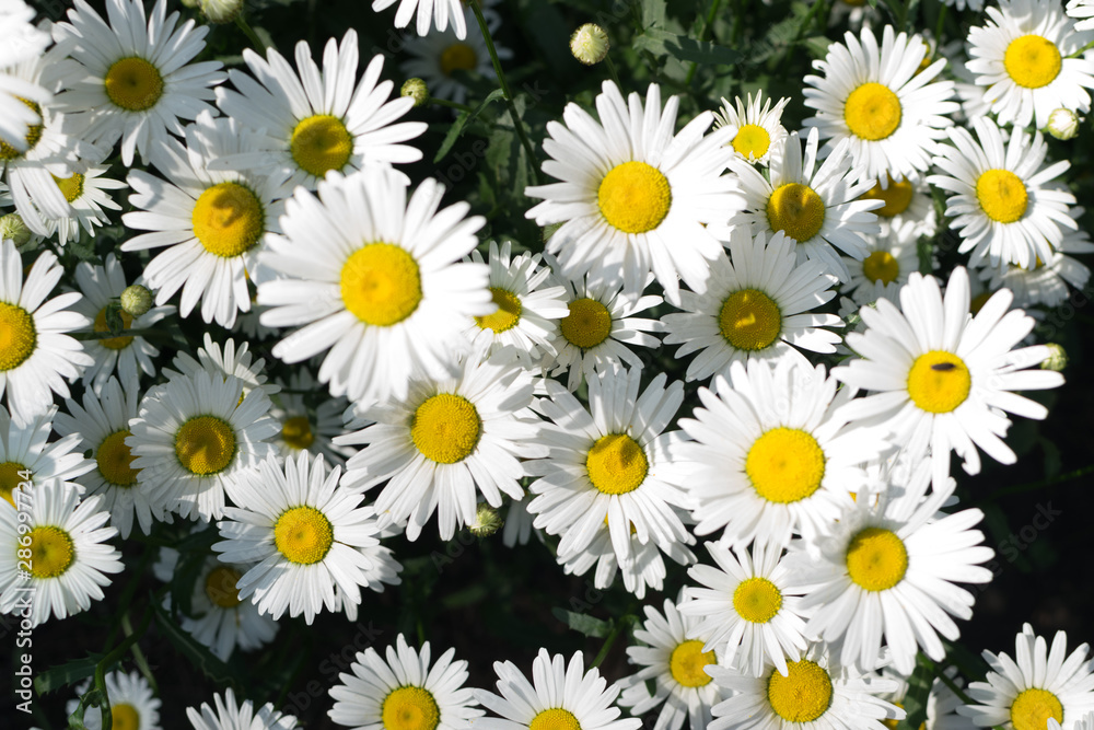 White garden chamomile in garden close up with selective focus White garden chamomile in garden close up with selective focus