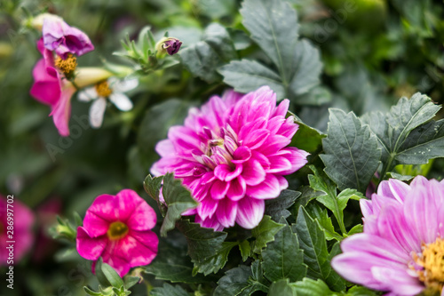 Fleurs et nature de montagne en été