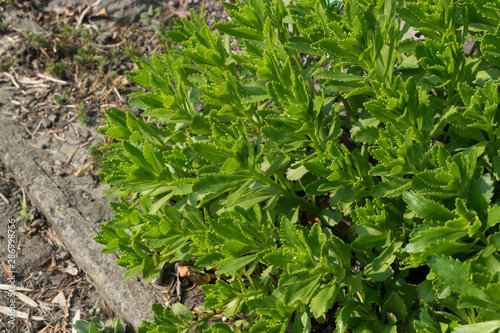 Hylotelephium verticillatum, Sedum spectabile, showy stonecrop, ice plant or butterfly stonecrop photo
