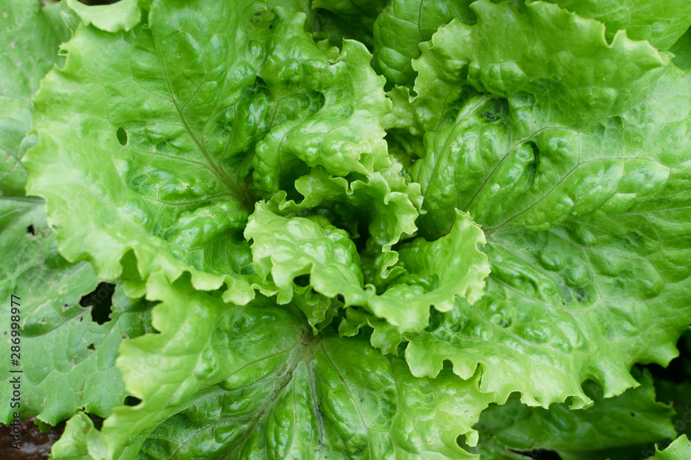 Fresh lush eco lettuce leaves background closeup Fresh lush eco lettuce leaves background closeup