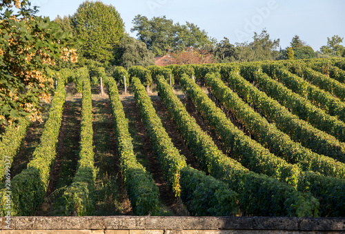 Fotografia, Obraz Ripe red Merlot grapes on rows of vines in a vienyard before the wine harvest in Saint Emilion region