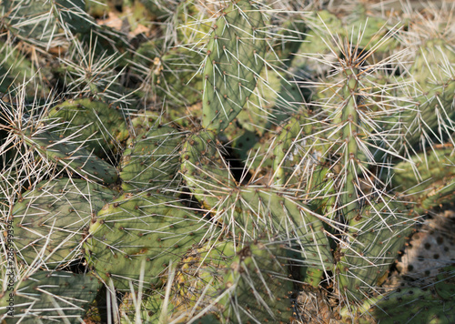 Opuntia phaeacantha, prickly pear or desert prickly pear close up photo