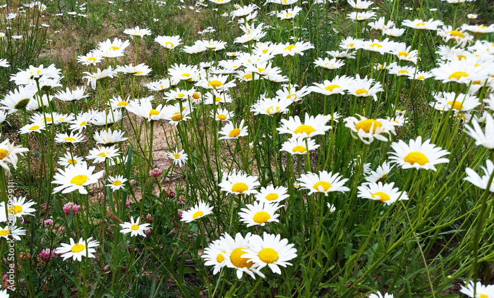 Chamomile flowers grow in the field. Wild daisies in the summer Chamomile flowers grow in the field. Wild daisies in the summer