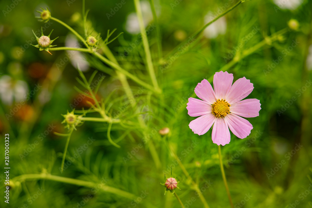 floral garden natural scenic view of soft pink chamomile single flower and green unfocused blurred background floral garden natural scenic view of soft pink chamomile single flower and green unfocused blurred background