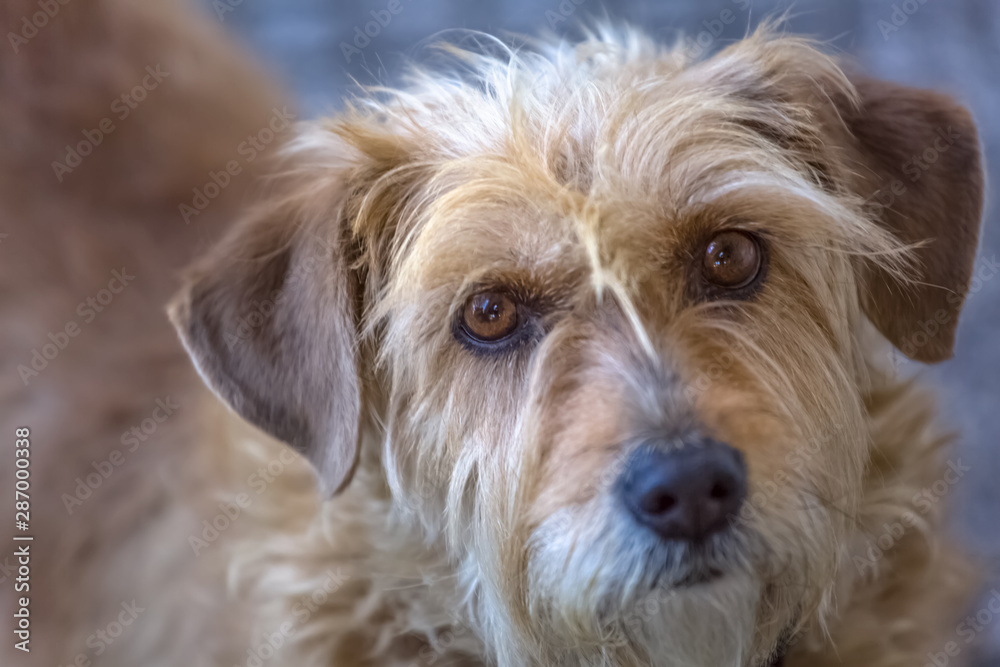 View of domestic dog without a determined breed, hairy and very funny and expressive View of domestic dog without a determined breed, hairy and very funny and expressive