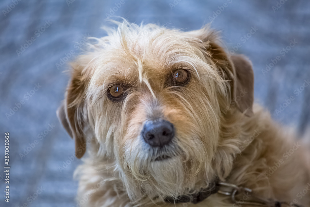 View of domestic dog without a determined breed, hairy and very funny and expressive View of domestic dog without a determined breed, hairy and very funny and expressive