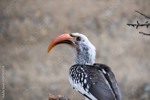 Vögel in der Natur