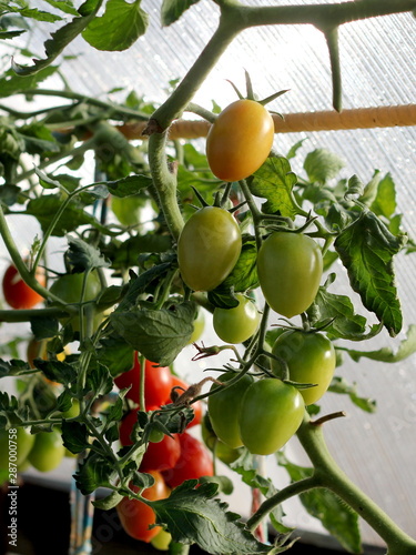 Tomatoes in the greenhouse. The last days of summer in the village.