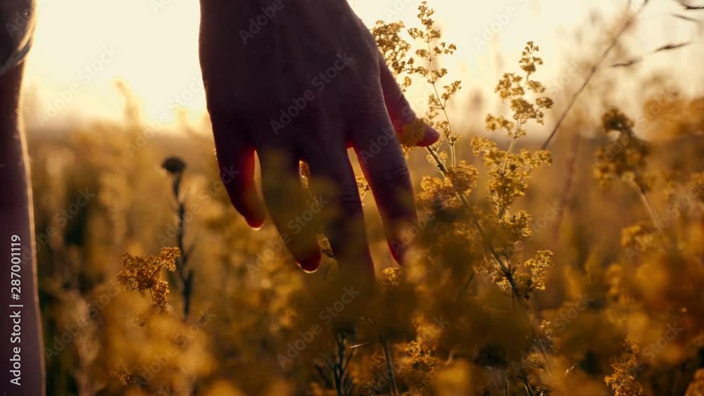 Girl on the sunset is on the flower field of flowers and touches hands. The concept of the unity of man with nature