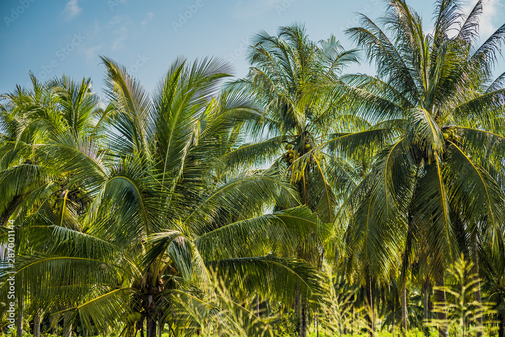 Obraz premium beautiful palm trees with a magnificent crown on a background of blue sky, vacation concept. Palm grove on the island. Coastal lawn under a palm tree. Wallpaper palm trees with large green leaves.