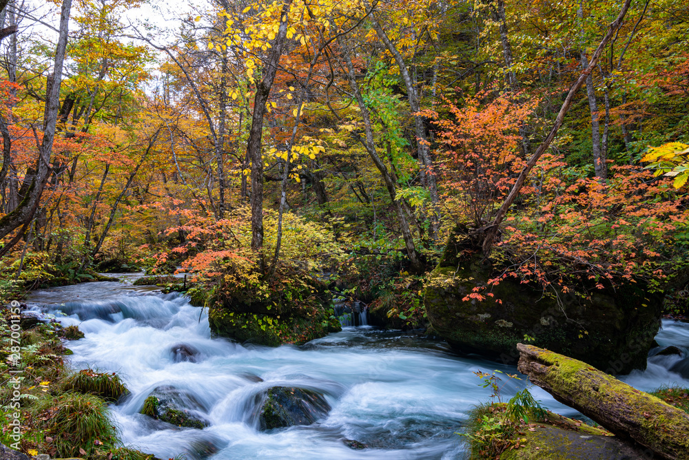 Oirase Stream in sunny day, beautiful fall foliage scene in autumn colors. Flowing river, fallen leaves, mossy rocks in Towada Hachimantai National Park, Aomori, Japan. Famous and popular destinations Oirase Stream in sunny day, beautiful fall foliage scene in autumn colors. Flowing river, fallen leaves, mossy rocks in Towada Hachimantai National Park, Aomori, Japan. Famous and popular destinations