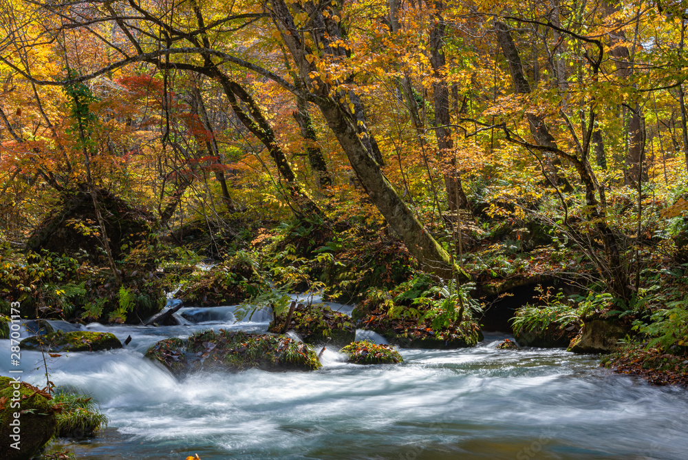 Oirase Stream in sunny day, beautiful fall foliage scene in autumn colors. Flowing river, fallen leaves, mossy rocks in Towada Hachimantai National Park, Aomori, Japan. Famous and popular destinations Oirase Stream in sunny day, beautiful fall foliage scene in autumn colors. Flowing river, fallen leaves, mossy rocks in Towada Hachimantai National Park, Aomori, Japan. Famous and popular destinations