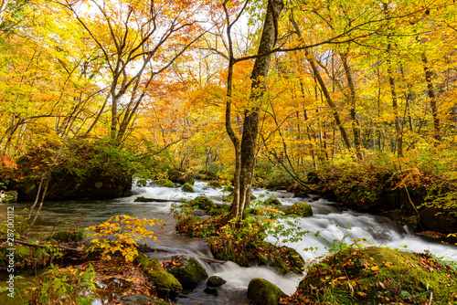 Oirase Stream in sunny day, beautiful fall foliage scene in autumn colors. Flowing river, fallen leaves, mossy rocks in Towada Hachimantai National Park, Aomori, Japan. Famous and popular destinations © Shawn.ccf
