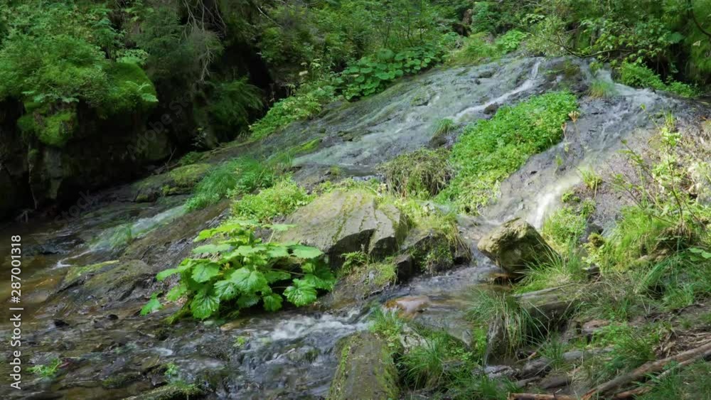 Forest Stream Way Through The Stones Forest Stream Way Through The Stones