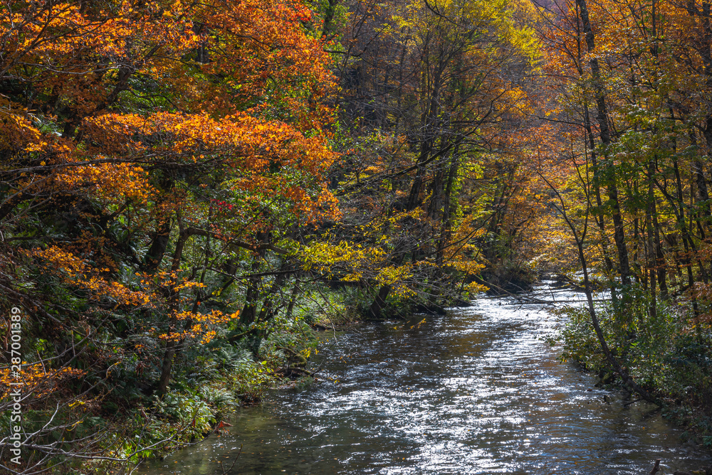 Oirase Stream in sunny day, beautiful fall foliage scene in autumn colors. Flowing river, fallen leaves, mossy rocks in Towada Hachimantai National Park, Aomori, Japan. Famous and popular destinations Oirase Stream in sunny day, beautiful fall foliage scene in autumn colors. Flowing river, fallen leaves, mossy rocks in Towada Hachimantai National Park, Aomori, Japan. Famous and popular destinations