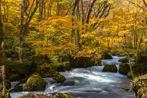 Oirase Stream in sunny day, beautiful fall foliage scene in autumn colors. Flowing river, fallen leaves, mossy rocks in Towada Hachimantai National Park, Aomori, Japan. Famous and popular destinations