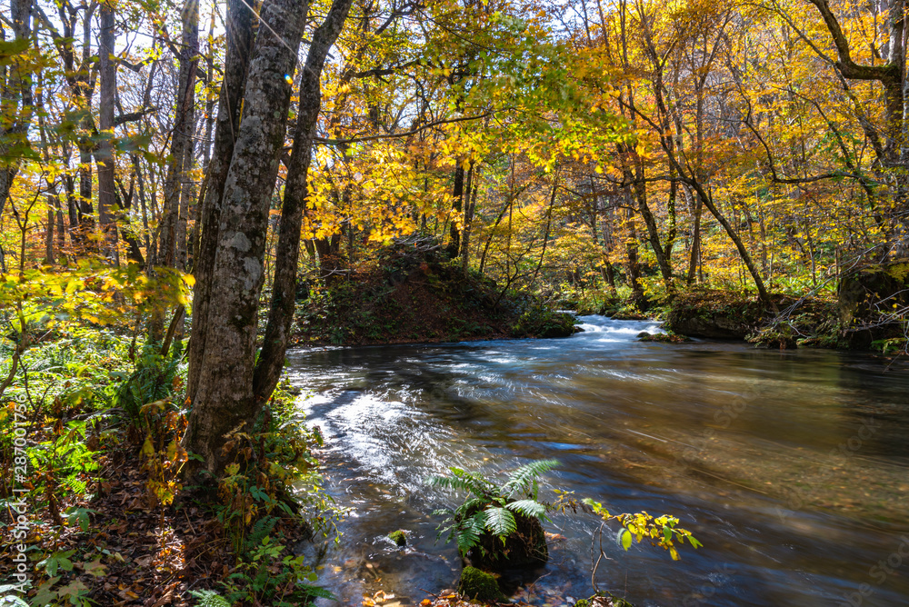 Oirase Stream in sunny day, beautiful fall foliage scene in autumn colors. Flowing river, fallen leaves, mossy rocks in Towada Hachimantai National Park, Aomori, Japan. Famous and popular destinations