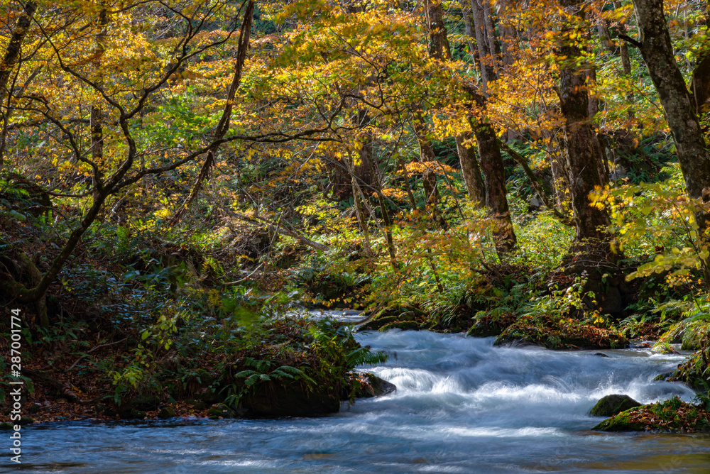 Oirase Stream in sunny day, beautiful fall foliage scene in autumn colors. Flowing river, fallen leaves, mossy rocks in Towada Hachimantai National Park, Aomori, Japan. Famous and popular destinations