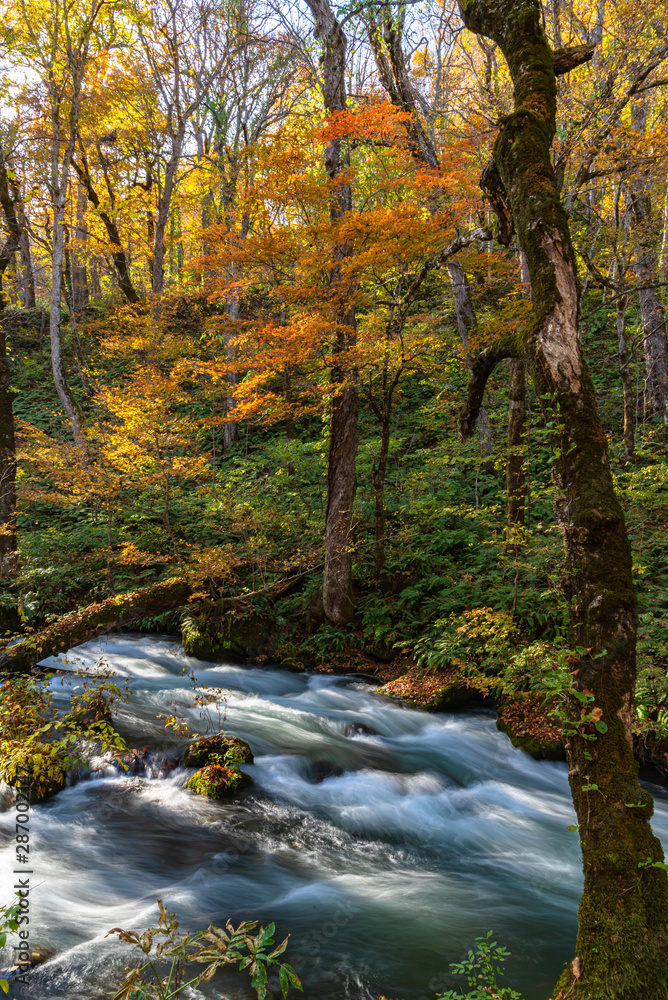 Oirase Stream in sunny day, beautiful fall foliage scene in autumn colors. Flowing river, fallen leaves, mossy rocks in Towada Hachimantai National Park, Aomori, Japan. Famous and popular destinations