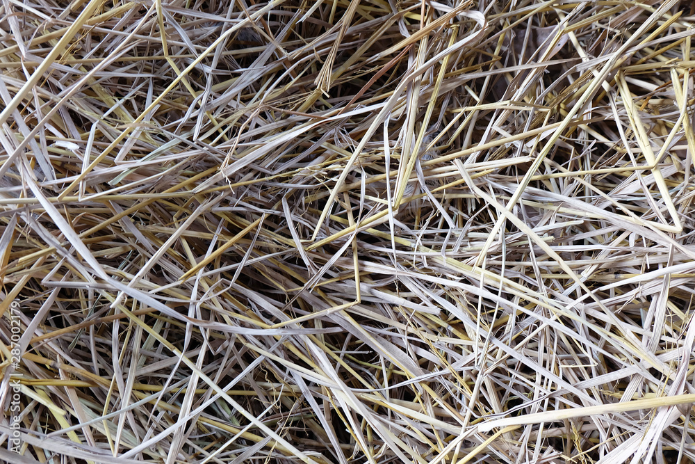 closeup straw of rice texture background. rice straw background. closeup straw of rice texture background. rice straw background.