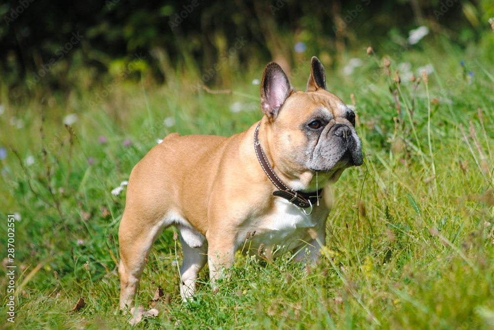 French bulldog on grass