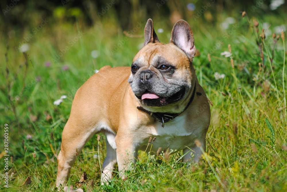 French bulldog on grass