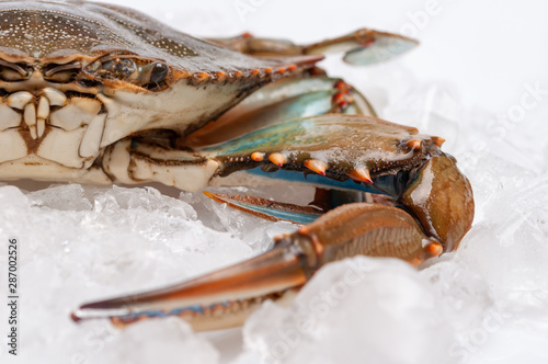 Photography Blue Crab with white background