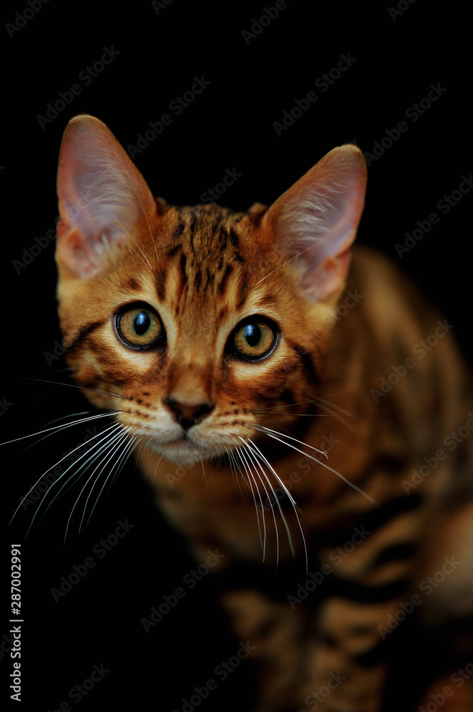 Beautiful Bengal kitten, Il Bello Marone, glancing
