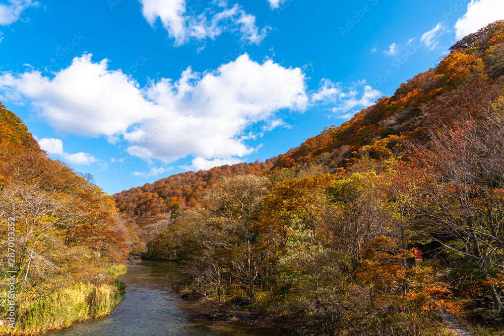 Upper reaches of Oirase Stream in sunny day, beautiful fall foliage scene in autumn colors. Forest, flowing river, fallen leaves, mossy rocks in Towada Hachimantai National Park, Aomori, Japan
