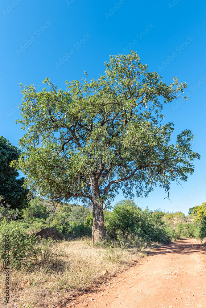 Sausage tree, Kigelia africana, next to a gravel road