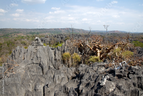 Pachypodium rosulatum, Pachypodium, Parc national des Tsingy du massif du Bemaraha, Patrimoine mondial de l'UNESCO, Madagascar photo