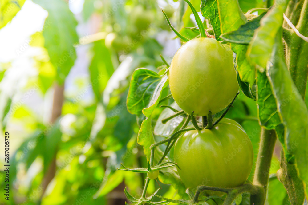 Green tomatoes hang on a branch in a greenhouse. Ripening vegetables. Preparing for the harvest. Healthy food.