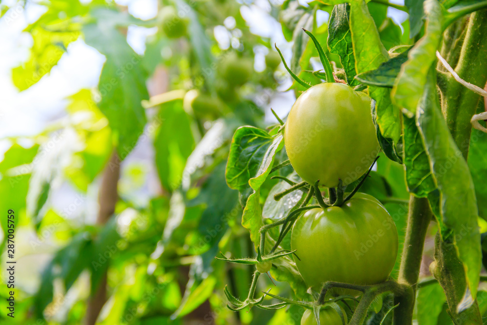 Green tomatoes hang on a branch in a greenhouse. Ripening vegetables. Preparing for the harvest. Healthy food. Green tomatoes hang on a branch in a greenhouse. Ripening vegetables. Preparing for the harvest. Healthy food.