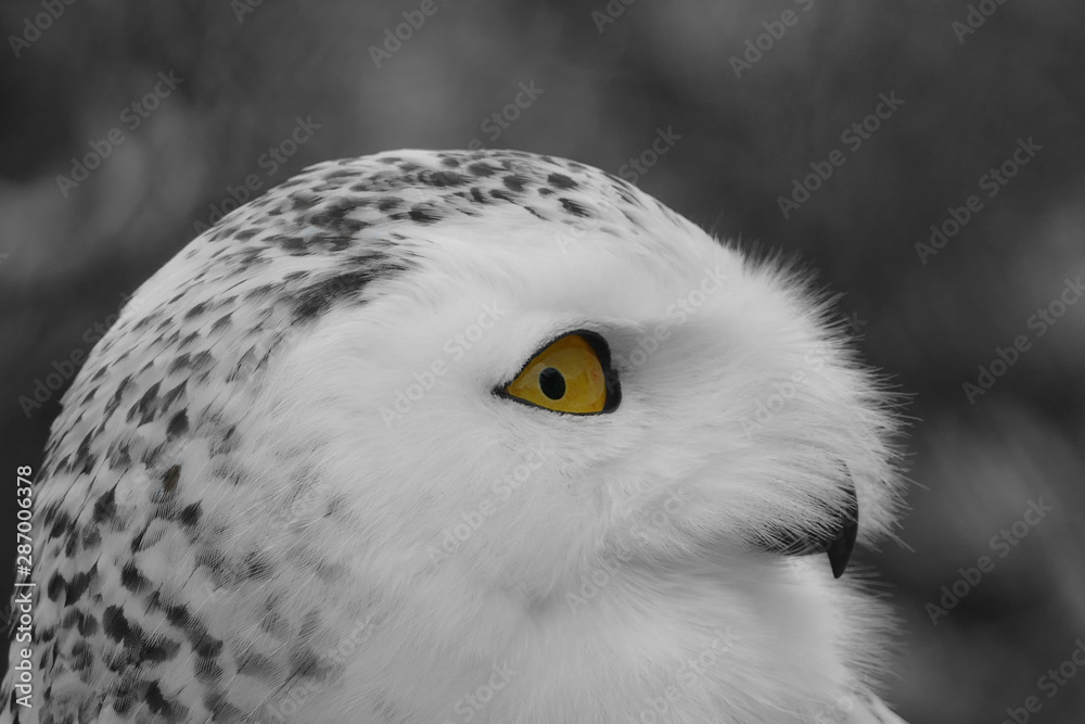 Obraz premium Vögel in der Natur