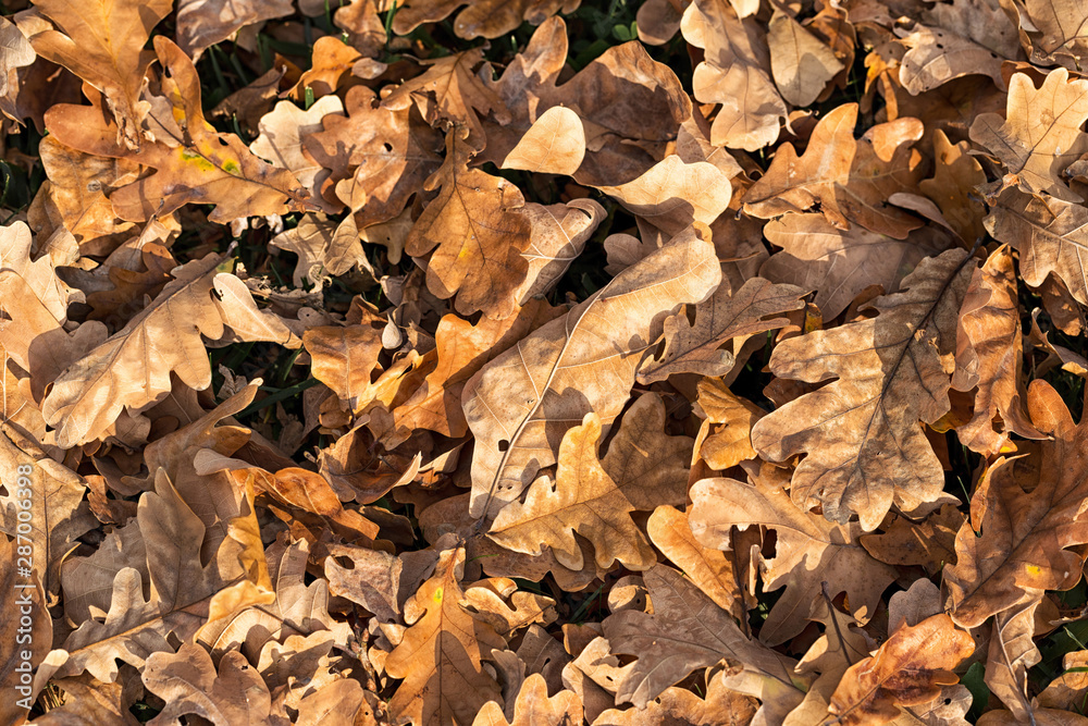 Dry fallen oak tree leaves on the ground. Beautiful autumn background Dry fallen oak tree leaves on the ground. Beautiful autumn background