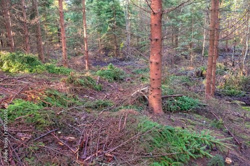 Thinned spruce with a drive road photo