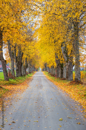 Tree avenue with autumn colours