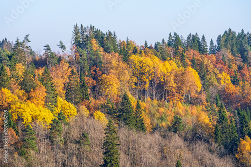 Forest with colorful autumn colors on the mountain
