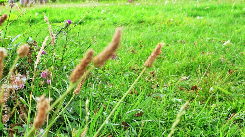 Obraz premium grass in the field