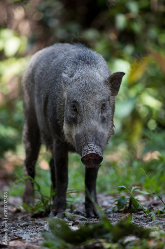 Photography Wild Boar at Pulau Ubin