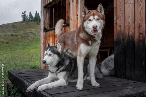 Naughty dog friends. Two Siberian huskies resting on the porch of the wooden house. Red and black and white dogs